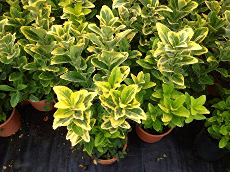 Gold Taflan (Euonymus Japonica Aurea)  Sarı Çit  Bitkisi 10 Adet
