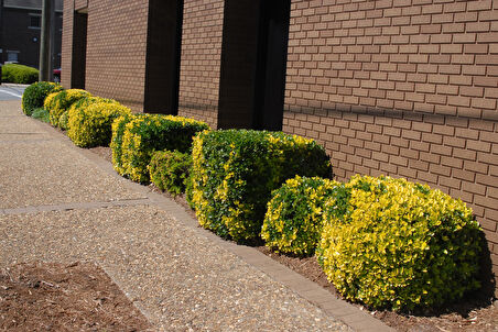 Gold Taflan (Euonymus Japonica Aurea) Sarı Çit Bitkisi 20 Adet