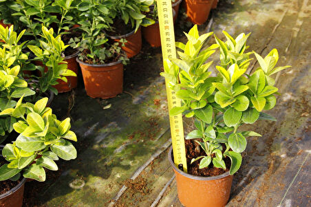 Gold Taflan (Euonymus Japonica Aurea) Sarı Çit Bitkisi 20 Adet