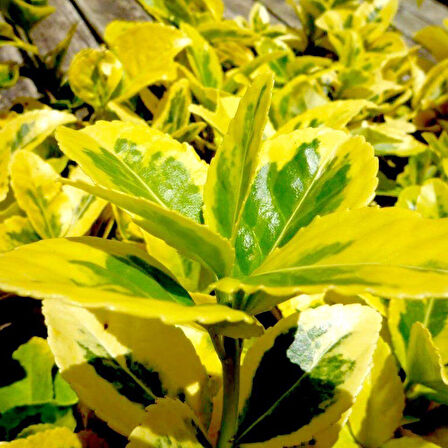 Gold Taflan (Euonymus Japonica Aurea) – Sarı Çit Bitkisi 2’li Dikim 3 Adet