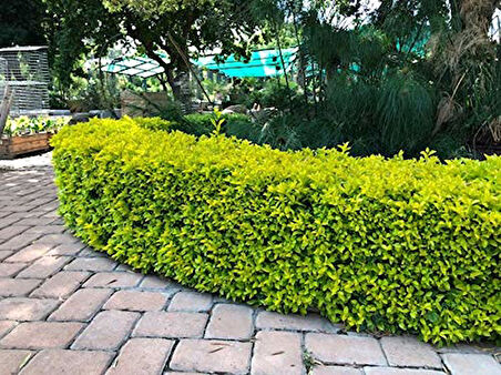 Gold Taflan (Euonymus Japonica Aurea) – Sarı Çit Bitkisi 2’li Dikim 20 Adet