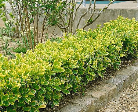 Gold Taflan (Euonymus Japonica Aurea) – Sarı Çit Bitkisi 50 Adet
