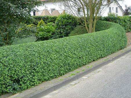 Ligustrum - Kurt Bağrı Çit Bitkisi 20 Adet