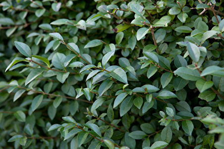 Ligustrum - Kurt Bağrı Çit Bitkisi 20 Adet