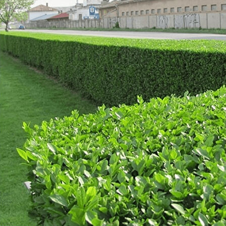 Ligustrum - Kurt Bağrı Çit Bitkisi 30 Adet