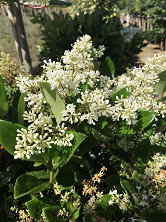Ligustrum - Kurt Bağrı Çit Bitkisi 40 Adet