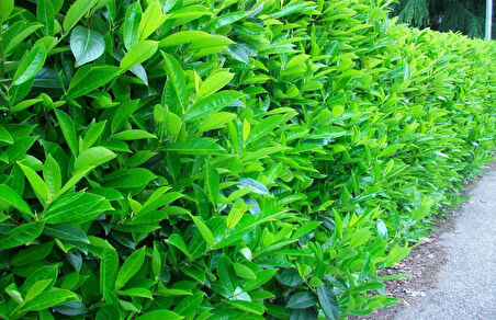 Parlak Yapraklı Kartopu – Viburnum Lucidum 30-40 cm Çit Bitkisi 3 Adet