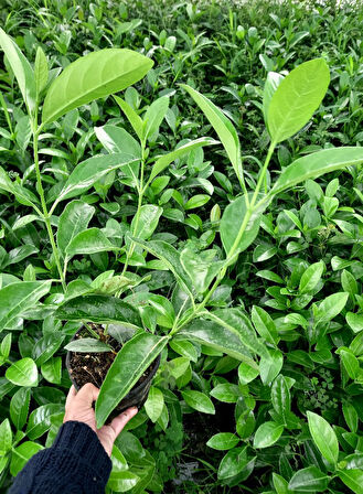 Parlak Yapraklı Kartopu – Viburnum Lucidum 30-40 cm Çit Bitkisi 10 Adet