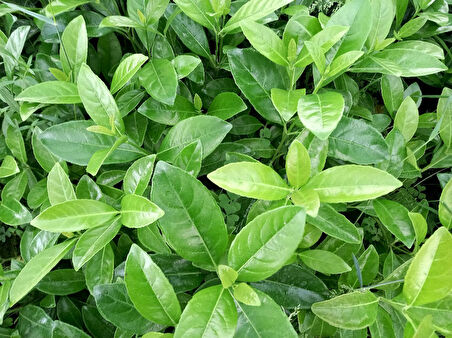Parlak Yapraklı Kartopu – Viburnum Lucidum 30-40 cm Çit Bitkisi 20 Adet