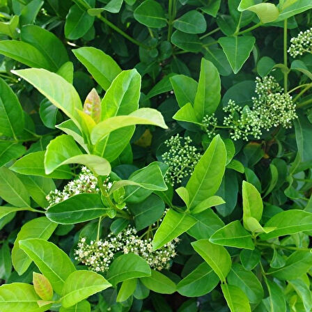 Parlak Yapraklı Kartopu – Viburnum Lucidum 30-40 cm Çit Bitkisi 20 Adet