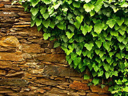 Hedera Helix – Orman Sarmaşığı 100 –150 cm