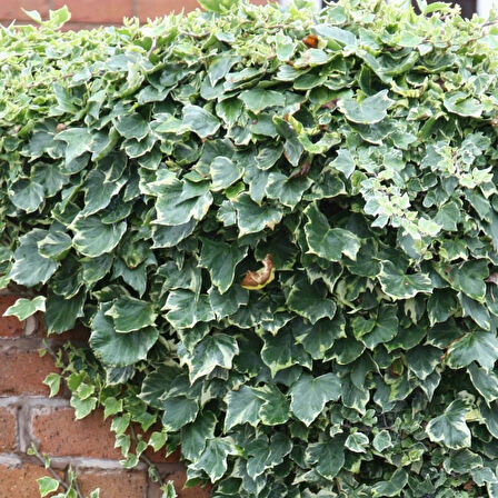 Alacalı Hedera – Orman Sarmaşığı 100 – 150 cm 2 Adet