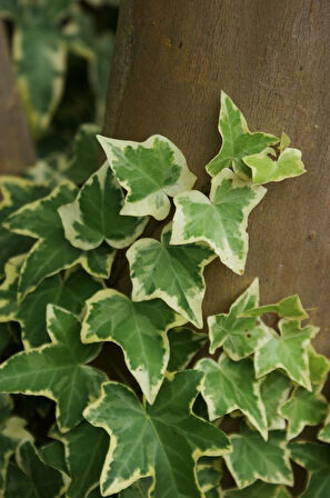 Alacalı Hedera – Orman Sarmaşığı 100 – 150 cm 5 Adet