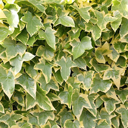 Alacalı Hedera – Orman Sarmaşığı 100 – 150 cm 10 Adet