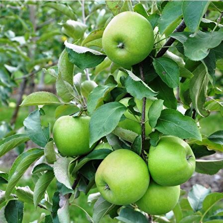 Granny Smith Elma Fidanı 3 Yaş Tüplü ve Aşılı
