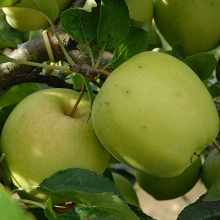 Golden Delicious Elma Fidanı 3 Yaş Tüplü ve Aşılı