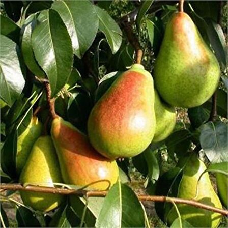 Santa Maria Armut Fidanı 3 Yaş Tüplü ve Aşılı