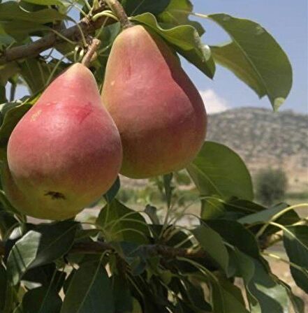 Etruşka Armut Fidanı 3 Yaş Tüplü ve Aşılı