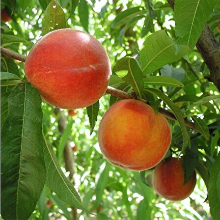 Cresthaven Şeftali  Fidanı 3 Yaş Tüplü ve Aşılı
