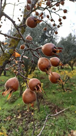 Muşmula (Döngel) Fidanı 3 Yaş Tüplü ve Aşılı