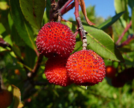 Kocayemiş (Arbutus Unedo) Fidanı