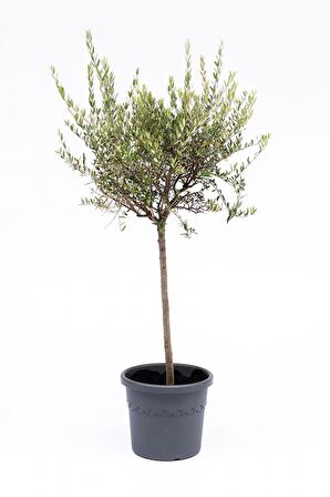 Zeytin Fidanı  Tijli Saksılı