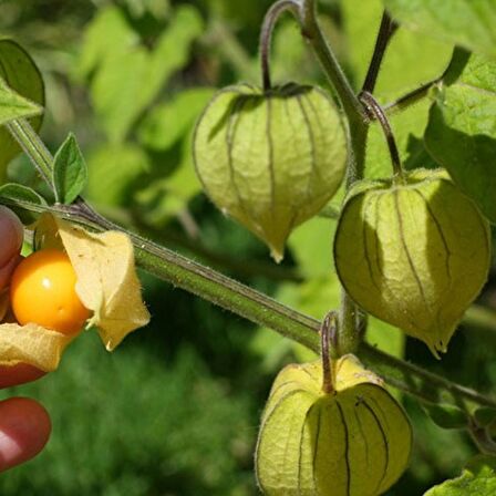 Altın Çilek (GoldenBerry) – Yer Kirazı Fidanı 10 Adet