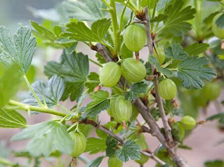 Beyaz Bektaşi Üzümü Fidanı 10 Adet