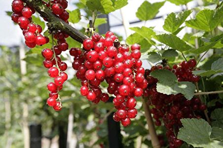 Kırmızı Frenk Üzümü Fidanı 10 Adet