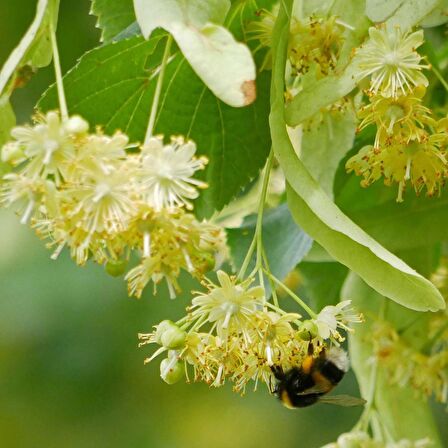Ihlamur (Tillia Tomentosa) Fidanı  2 Adet