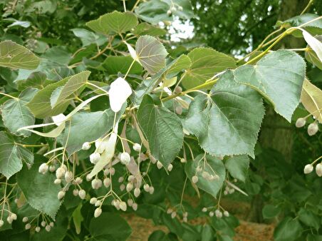 Ihlamur (Tillia Tomentosa) Fidanı  2 Adet