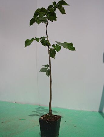 Ihlamur (Tillia Tomentosa) Fidanı  2 Adet