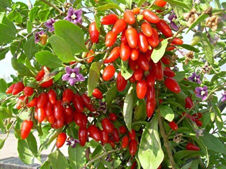 Kırmızı Goji Berry Fidanı 2-3 Yaş