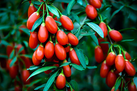 Kırmızı Goji Berry Fidanı 5 Adet
