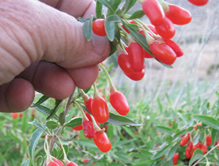 Kırmızı Goji Berry Fidanı 5 Adet