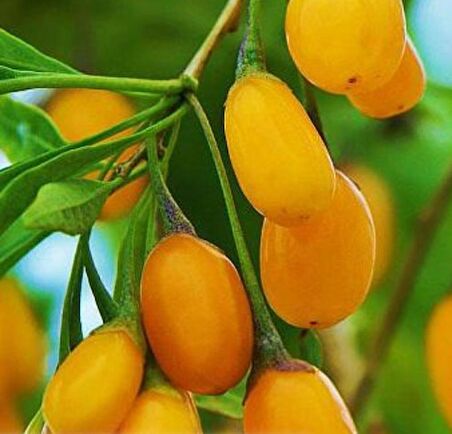 Sarı Goji Berry Fidanı 10 Adet