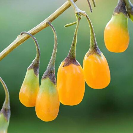 Sarı Goji Berry Fidanı 10 Adet