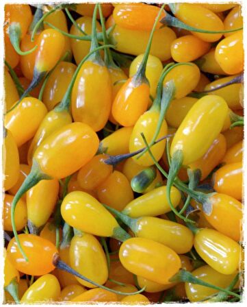 Sarı Goji Berry Fidanı 10 Adet