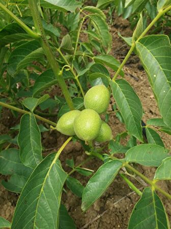 Chandler Ceviz Fidanı 3 Yaş Tüplü ve Aşılı 10 Adet