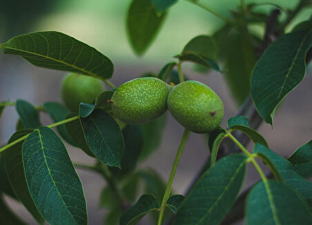 Fernor Ceviz Fidanı 3 Yaş Tüplü ve Aşılı 10 Adet
