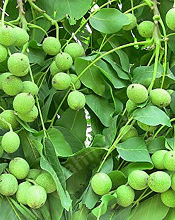 Fernette Ceviz Fidanı 3 Yaş Tüplü ve Aşılı 5 Adet