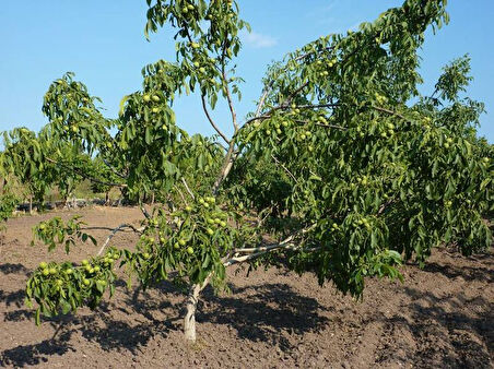 Fernette Ceviz Fidanı 3 Yaş Tüplü ve Aşılı 5 Adet