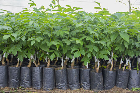 Fernette Ceviz Fidanı 3 Yaş Tüplü ve Aşılı 5 Adet