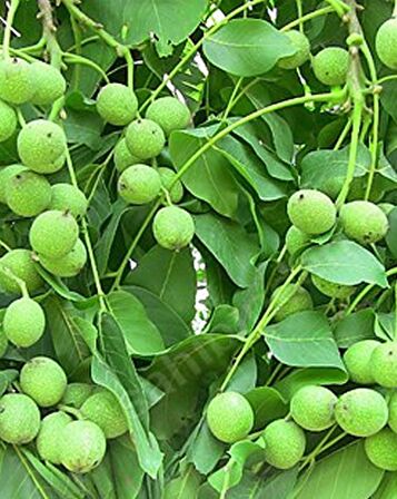 Fernette Ceviz Fidanı 3 Yaş Tüplü ve Aşılı 10 Adet