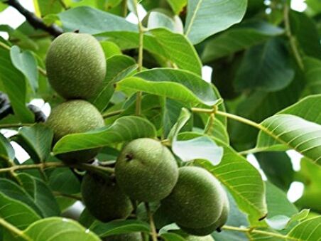 Yalova-1 Ceviz Fidanı 3 Yaş Tüplü ve Aşılı