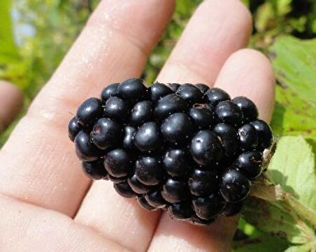Dikensiz Jumbo Böğürtlen Fidanı 2 Yaş Tüplü 2 Adet