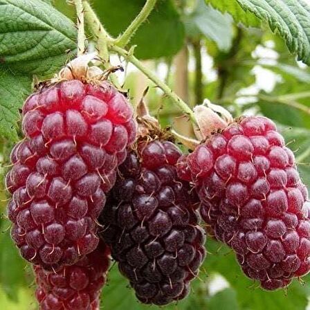 Ahududu Frambuaz Fidanı 2 Yaş Tüplü 3 Adet