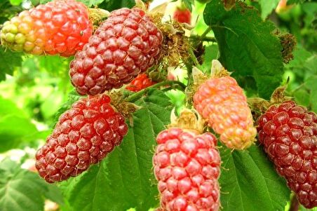 Ahududu Frambuaz Fidanı 2 Yaş Tüplü 3 Adet