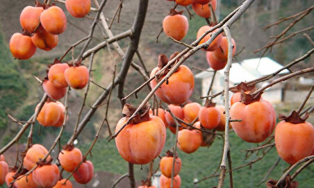 Çikolatalı Trabzon Hurması (Diospyros digyna) – "Black Sapote" 3 Adet