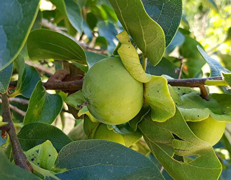 Çikolatalı Trabzon Hurması (Diospyros digyna) – "Black Sapote" 3 Adet